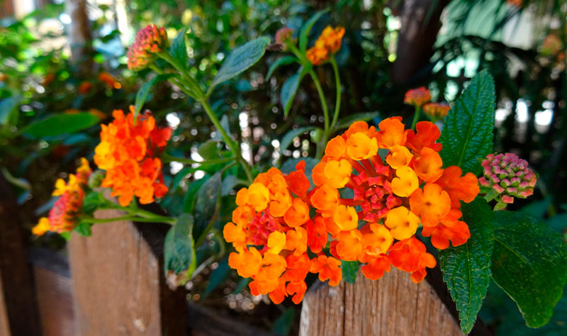 Cinco negritos o confiturilla (Lantana camara)