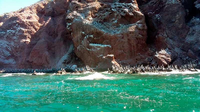 Aves marinas en Isla Alcatraz, Bahía de Kino, Sonora