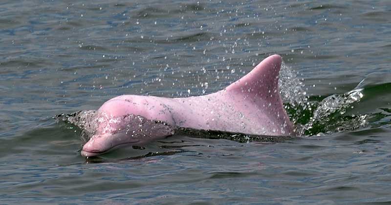 Delfines rosados
