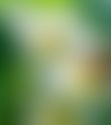 Crecimiento de flores silvestres durante el confinamiento podría salvar a las abejas