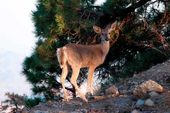 Venado cola blanca en Sierra La Mariquita, Cananea, Sonora.