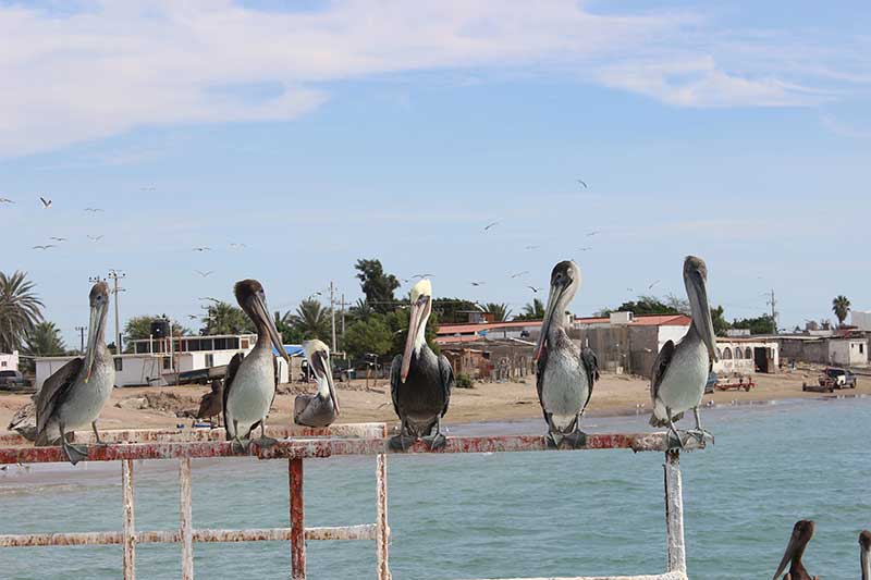 Aves del mar de Cortés, Bahía de Kino Sonora
