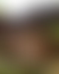 Cabañas de bambú en medio del bosque, una atractiva opción de Glamping en Puebla