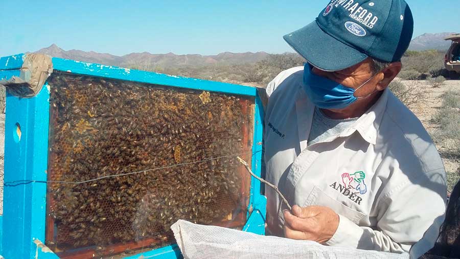 Apícola Comcaac por Martín Bustillo Ruiz