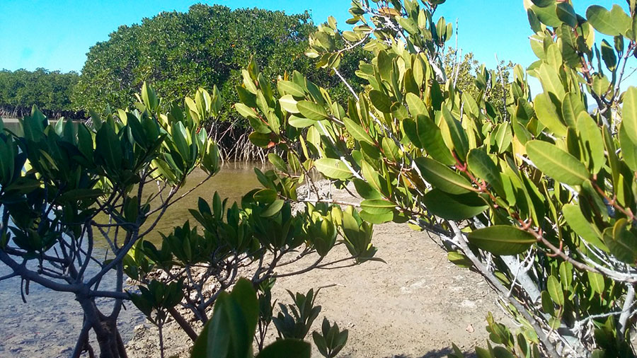 Estero Santa Rosa, Bahía de Kino, Sonora