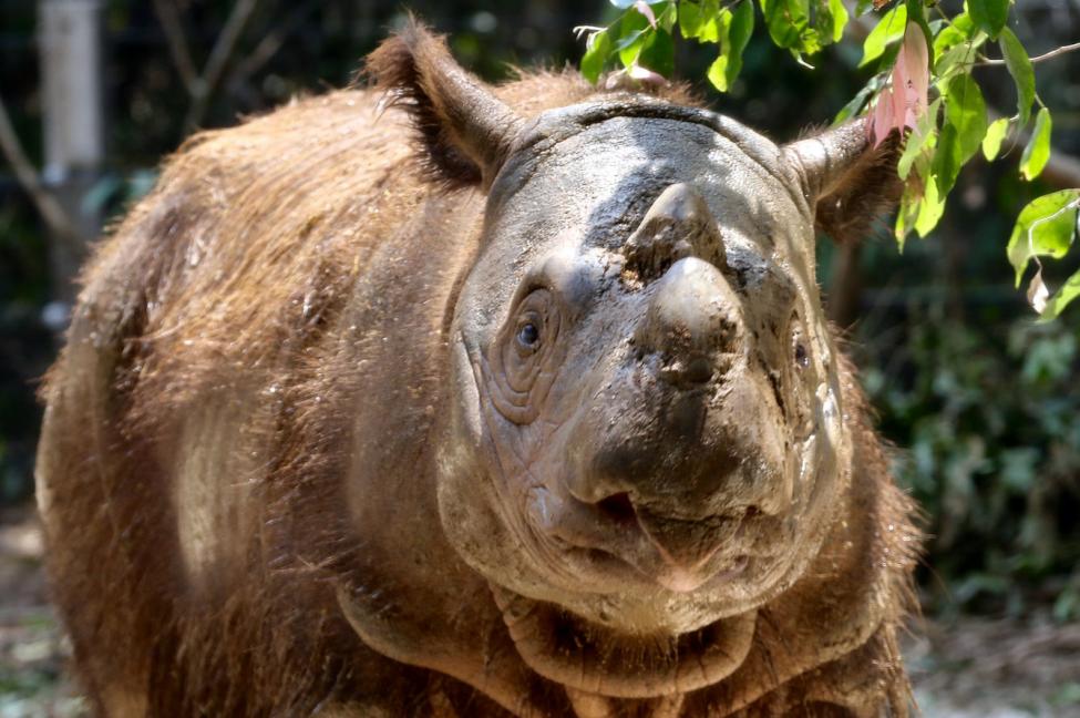 Rinoceronte de Sumatra se extingue en Malasia tras la muerte del último ejemplar
