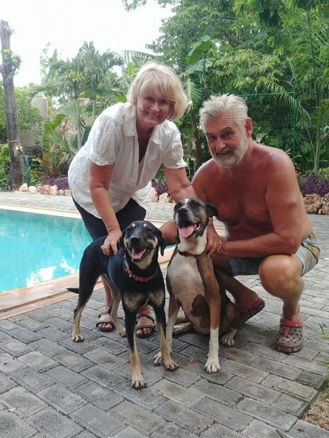 Perritos de Yucatán están siendo adoptados por canadienses gracias a esta iniciativa