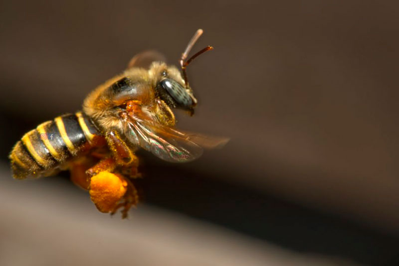abeja melipona beecheii