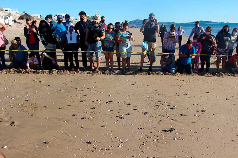 Liberación de tortugas en Bahía de Kino
