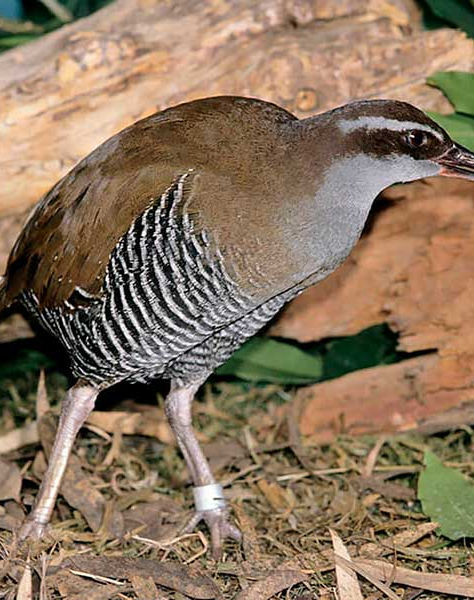 El regreso de un ave que se creía extinta brinda esperanza en medio de la crisis de biodiversidad