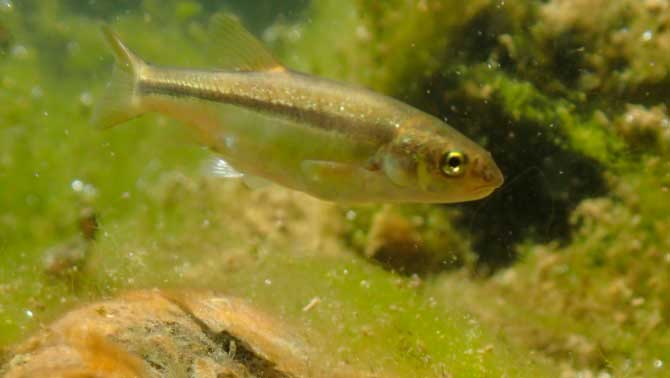 Pupo panzaverde (Rhinichthys chrysogaster)