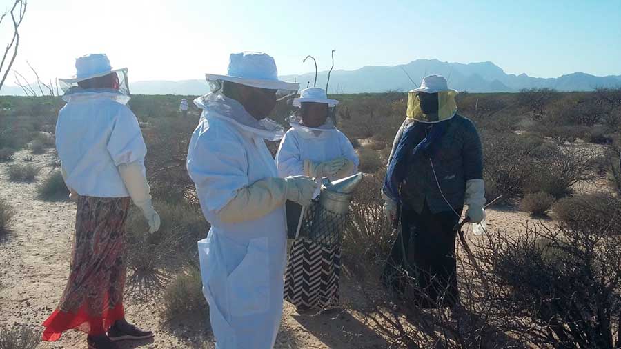 Apícola Comcaac por Martín Bustillo Ruiz