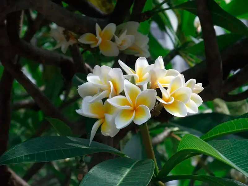 Cacalosúchil (Plumeria rubra)