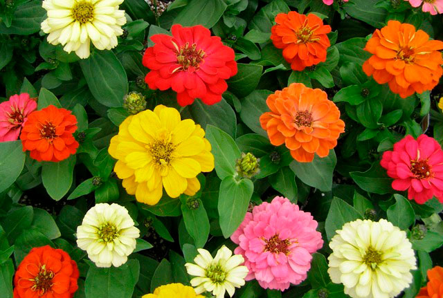 Zinia (Zinnia elegans)