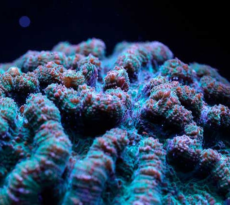 Científicos realizan descubrimiento que podría ayudar a restaurar arrecifes de coral