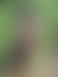 Madagascar celebra su 60 aniversario plantando 60 millones de árboles