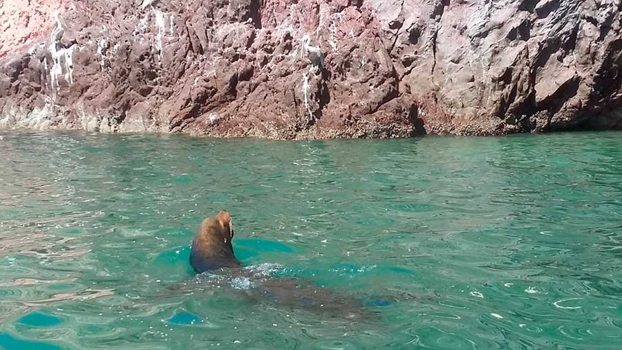 Lobos marinos Bahía de Kino