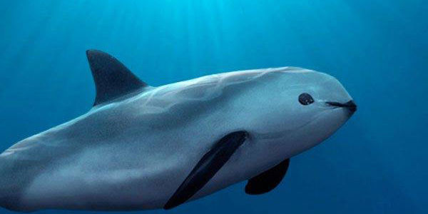 Vaquita marina podría extinguirse en tan solo un año