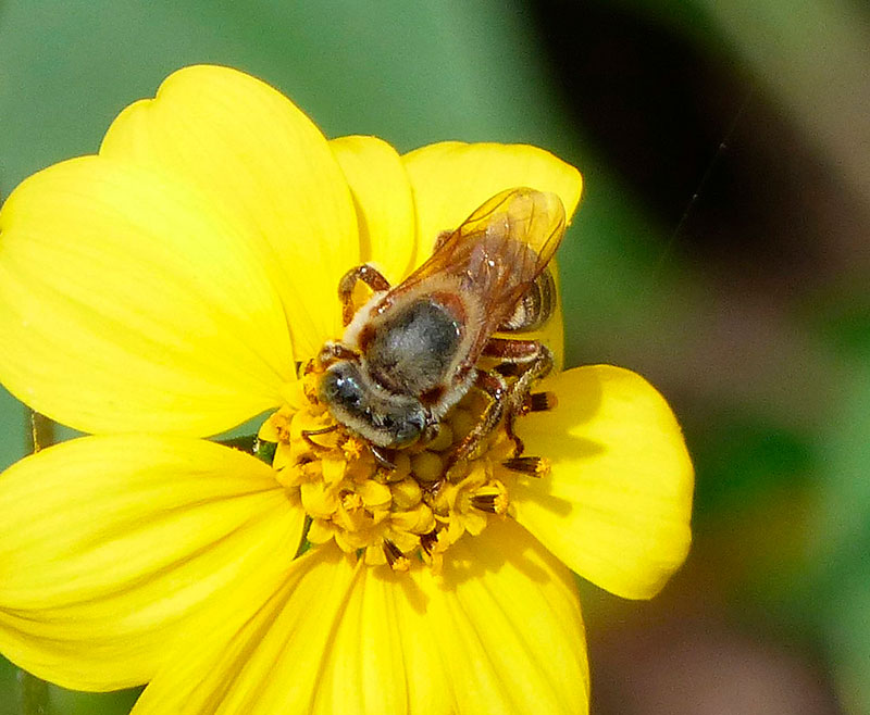 abeja melipona beecheii