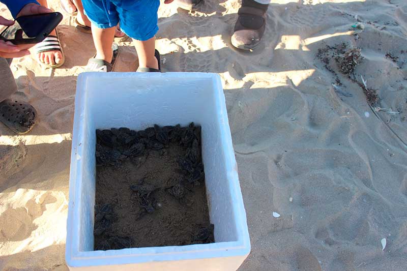Liberación de tortugas en Bahía de Kino