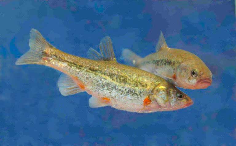 Carpa sonorense (Gila ditaenia)