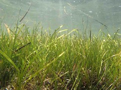 Zostera marina