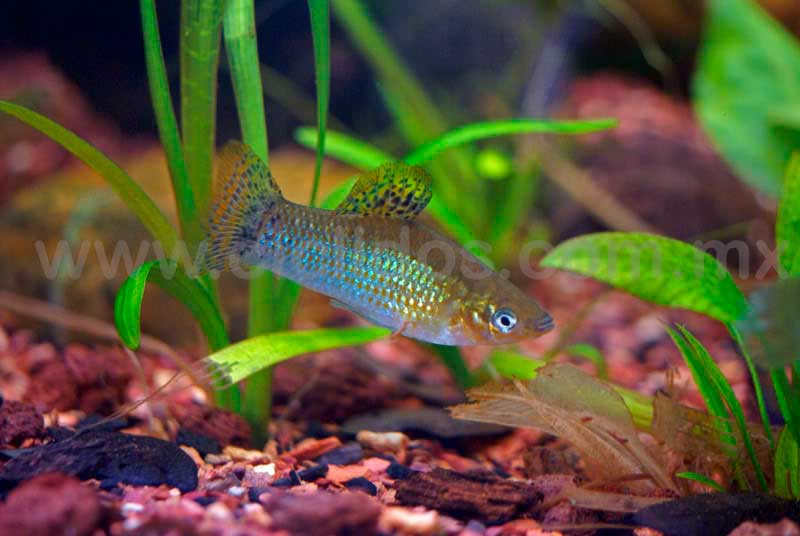 Topote del Pacífico (Poecilia butleri)