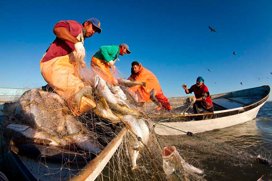 Pesca en Sonora