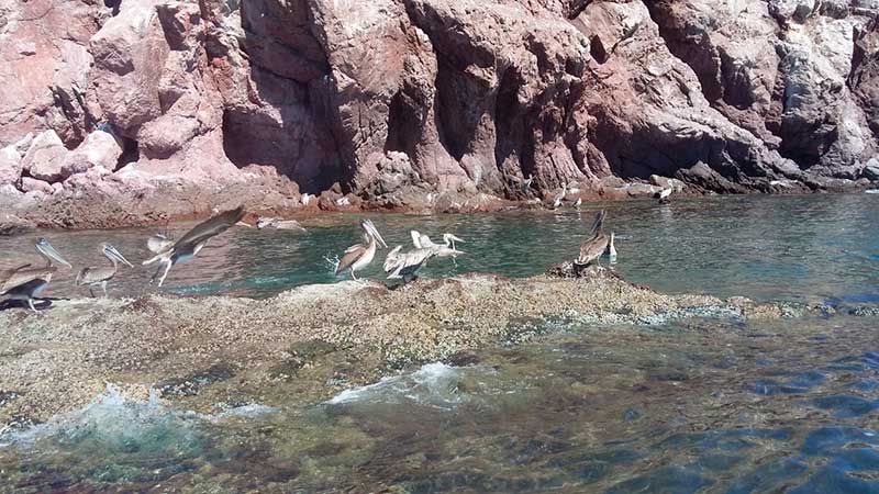Aves marinas en Isla Alcatraz, Bahía de Kino, Sonora