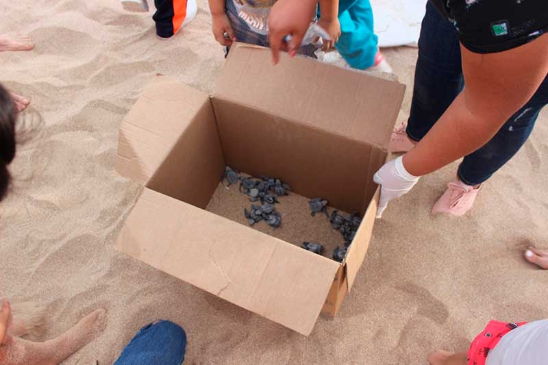 Grupo Tortuguero de Bahía de Kino
