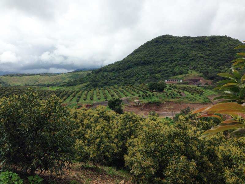Aguacates en Peribán, Michoacán