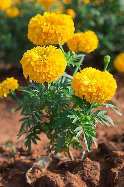cempasúchil (Tagetes erecta)
