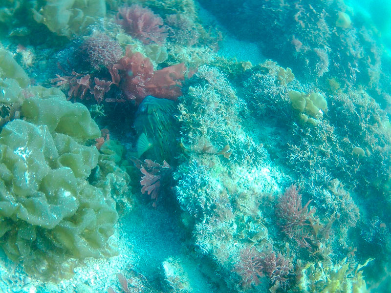 Arrecifes Bahía de Kino. Foto: Octavio Guerrero, de CIBA (Centro Internacional de Buceo Avanzado)