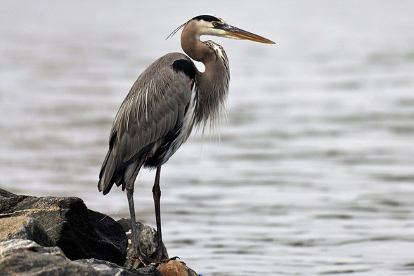 Aves del mar de Cortés, Bahía de Kino Sonora