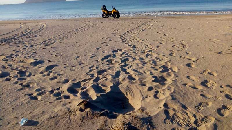 Grupo Tortuguero de Bahía de Kino