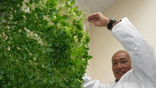 Yuichi Mori en su plantación