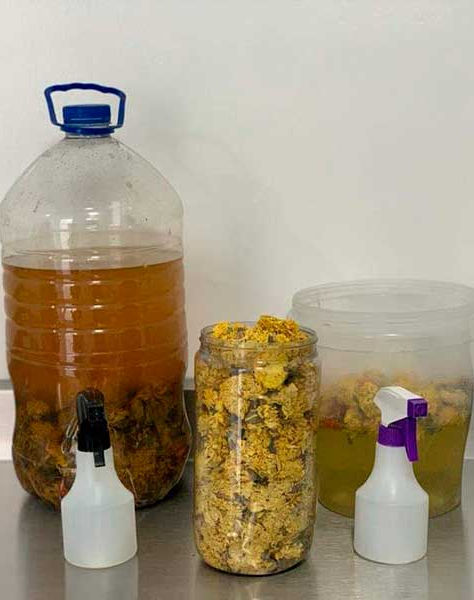 Tras celebración del Día de Muertos, jóvenes mexicanas crearán insecticida con cempasúchil