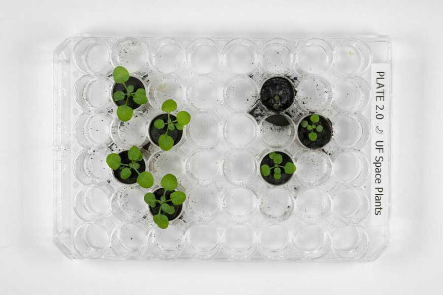 Plantas de laboratorio