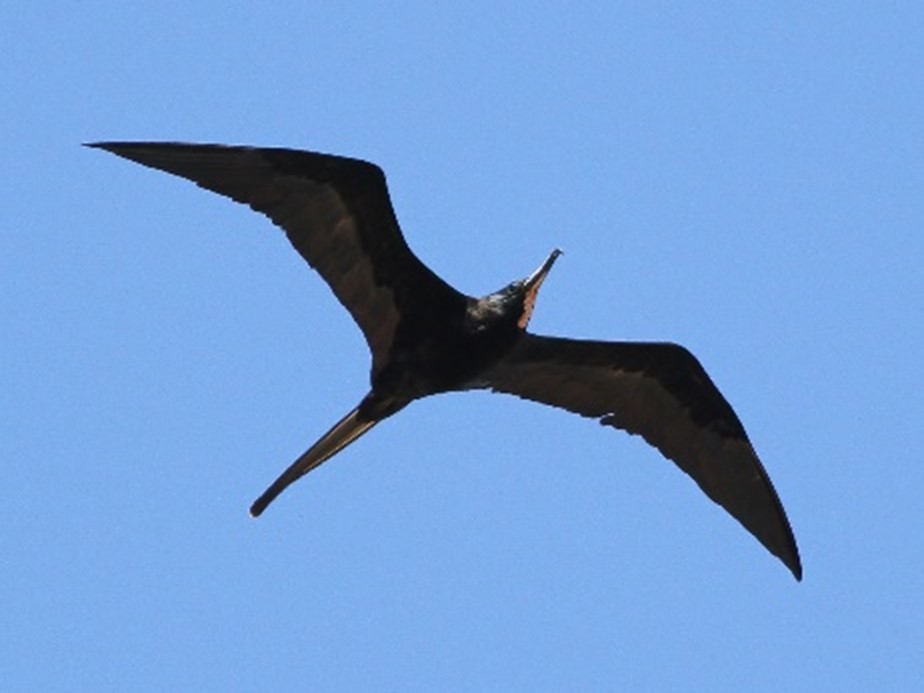 Aves del mar de Cortés, Bahía de Kino Sonora
