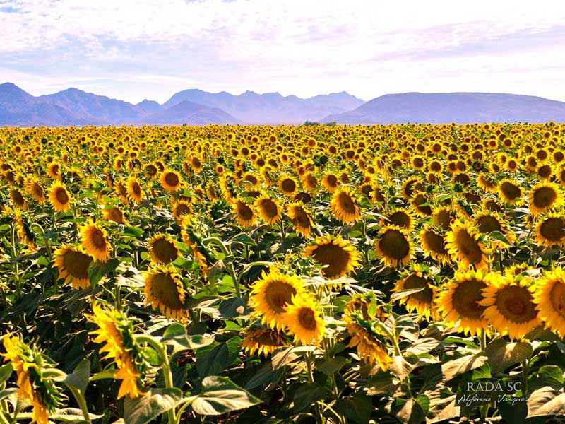 Girasoles (Helianthus annuus)