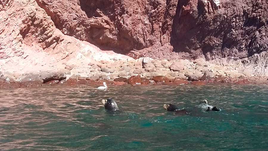 Lobos marinos Bahía de Kino