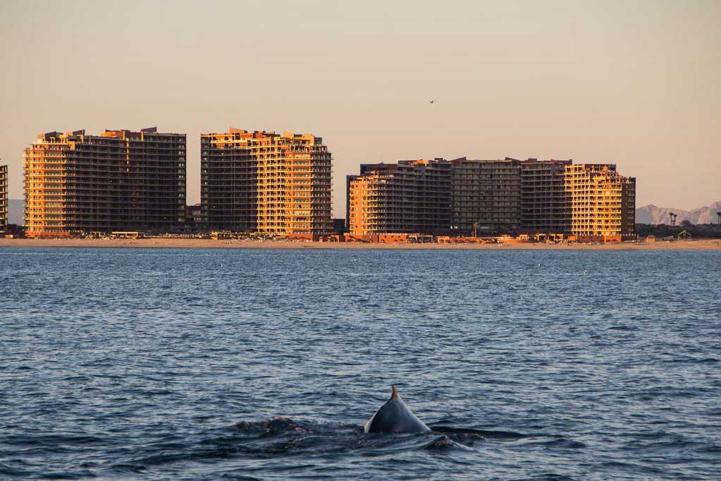 Avistamiento de ballenas en Puerto Peñasco, Sonora