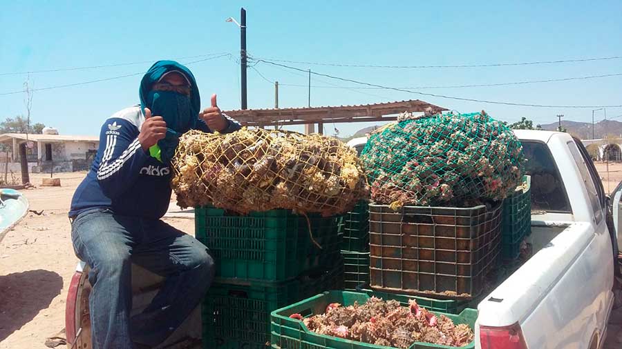 Caracol chino en el mar de Cortés