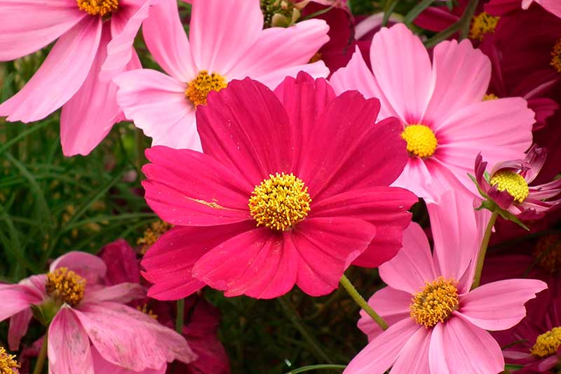 Mirasol o cosmos (Cosmos bipinnatus)