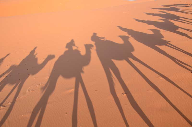 Camellos cruzando el desierto