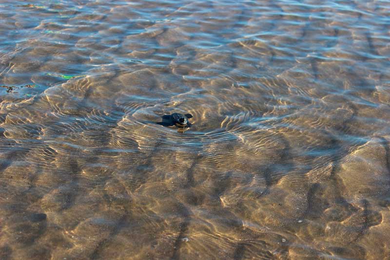Liberación de tortugas en Bahía de Kino