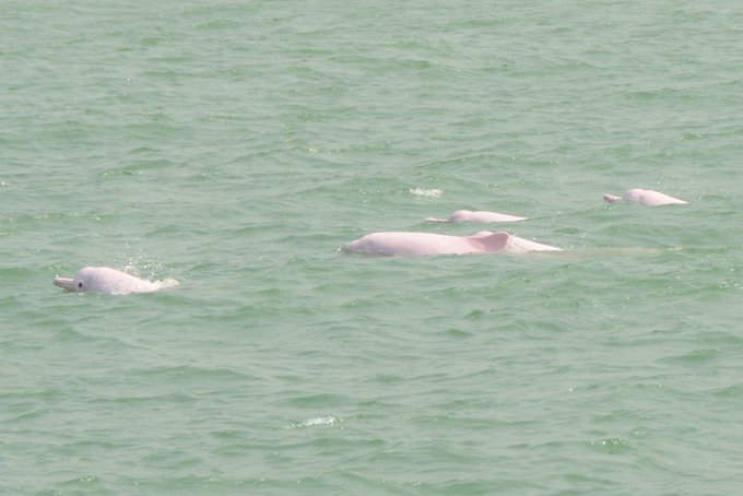 Delfines rosados