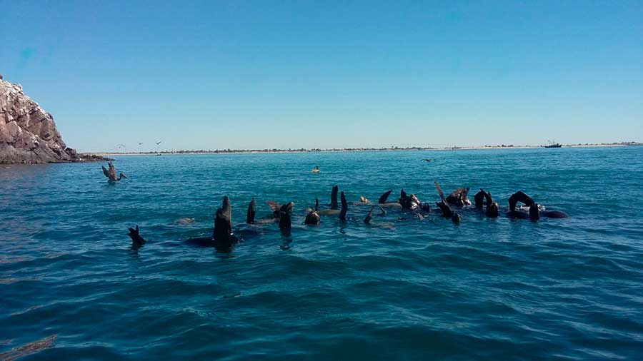 Lobos marinos Bahía de Kino