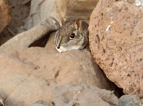 Tras medio siglo perdida, reaparece especie de musaraña elefante en África