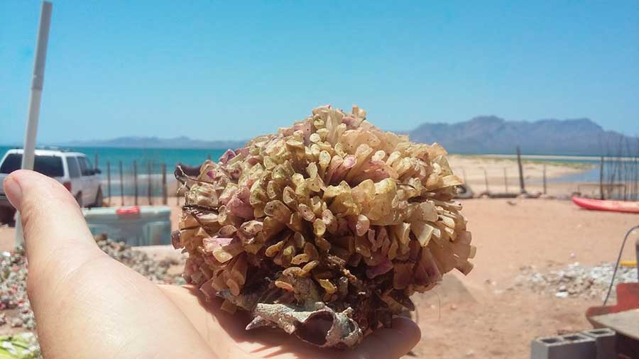 Caracol chino en el mar de Cortés